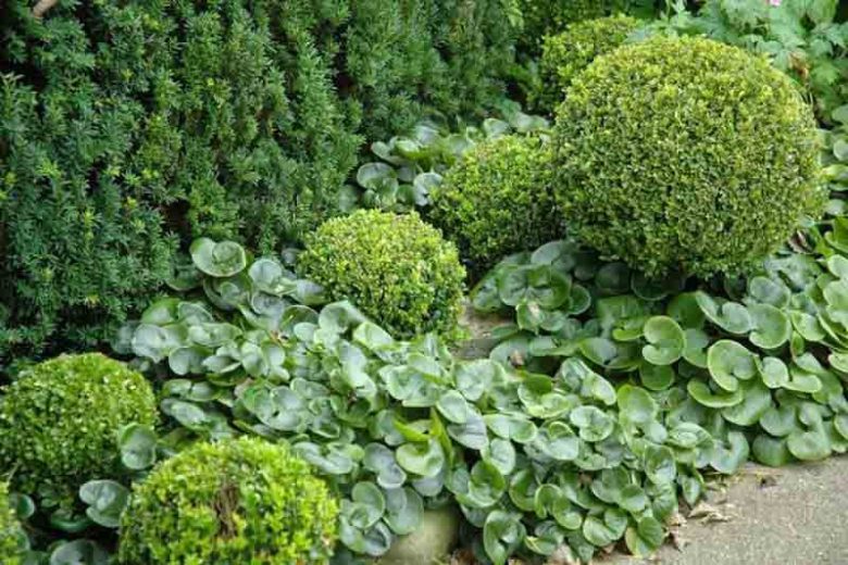 Asarum Europaeum, European Wild Ginger, Asarabacca, Foalfoot, Foal's Foot, Hazelwort, Wild Ginger, Wild Nard, Shade perennials, Plants for shade, Groundcover, ground cover for shade