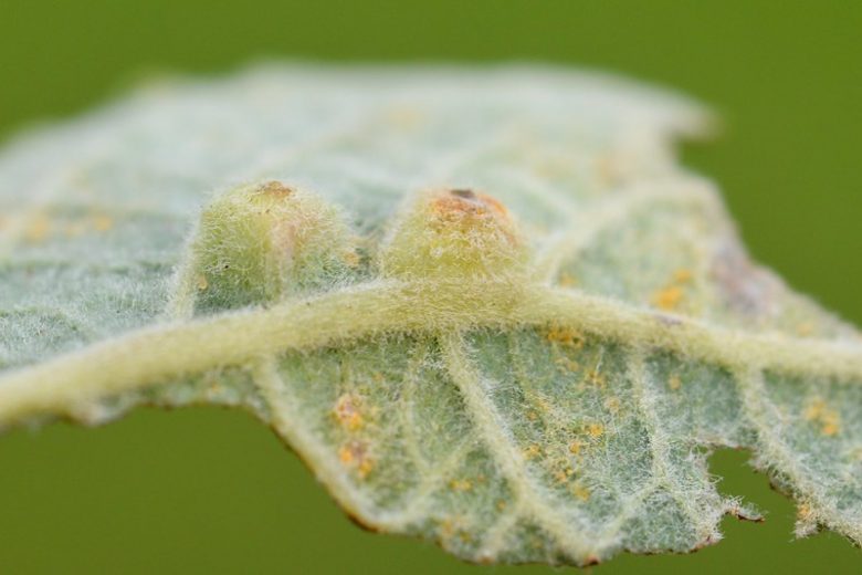 Leaf Galls