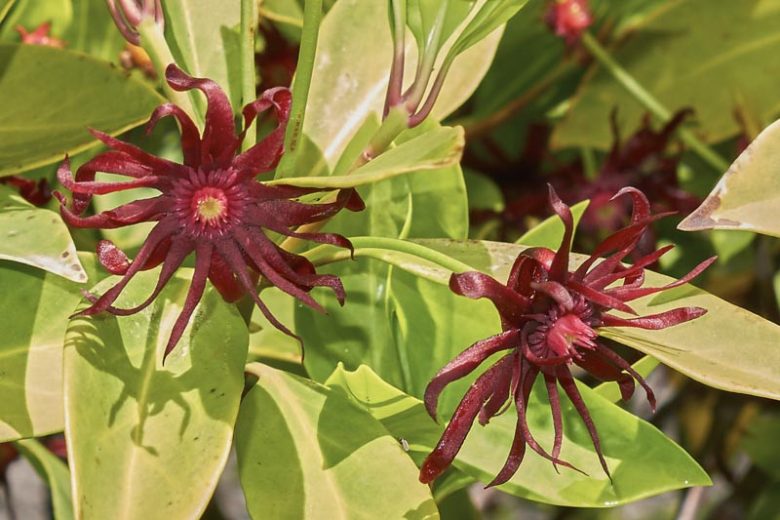 Illicium floridanum, Florida Anise, Purple Anise, Florida Aniseed Tree, Poison Bay, Red-Flowered Aniseed Tree, Tree Anise, Stinking Laurel