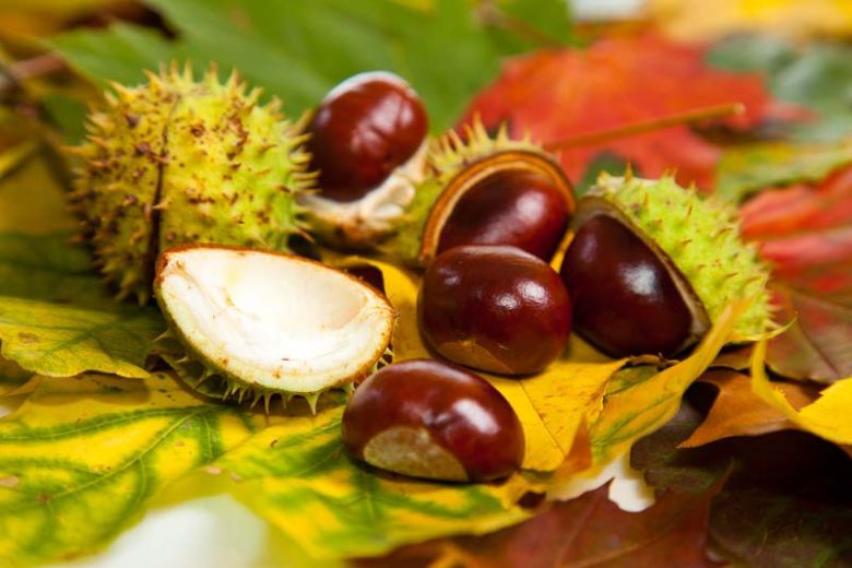 Aesculus hippocastanum