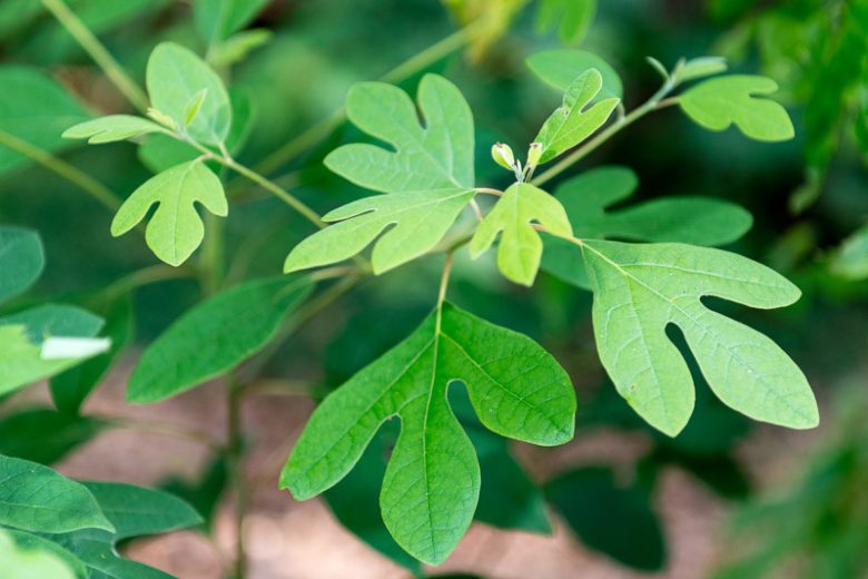 Sassafras albidum, Sassafras, Ague Tree, Sassafras Tree, White Sassafras