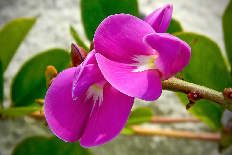 Canavalia rosea, Baybean, Seaside Jackbean, Coastal Jackbean, Beachbean, Mackenzie Bean, Canavalia lineata, Canavalia maritima, Perennial Groundcover, Native Florida Groundcover, Purple Flowers