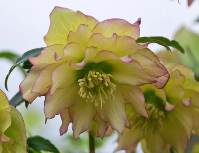 First Dance Hellebore, Helleborus First Dance,  Hellebore 'First Dance', Lenten Rose 'First Dance', White Hellebore, Yellow Hellebore, Double Hellebore, Double Lenten Rose