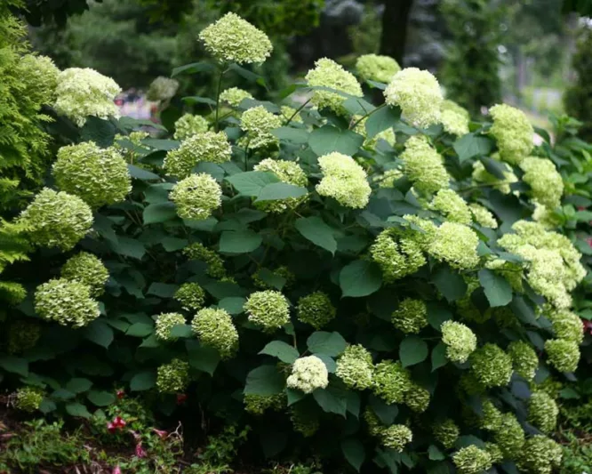 Hydrangea Arborescens Incrediball Blush, Incrediball Blush Smooth Hydrangea, Incrediball Blush Wild Hydrangea, Smooth Hydrangea Incrediball Blush, Wild HydrangeaIncrediball Blush, Hydrangea arborescens 'NCHA4', Hydrangea  arborescens Sweet Annabelle,