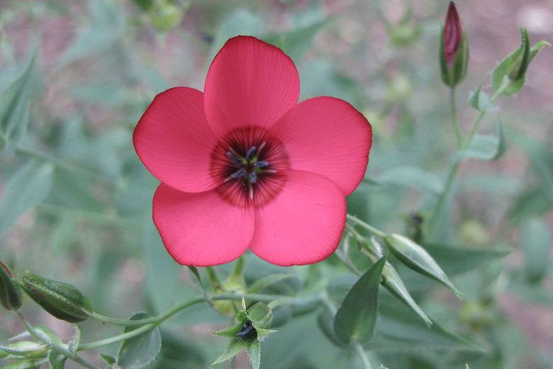 Linum perenne, Perennial Flax, Blue Flax, Lint Bells, Prairie Flax, Drought tolerant perennials, Blue perennial flowers, Evergreen perennial, Low maintenance perennial