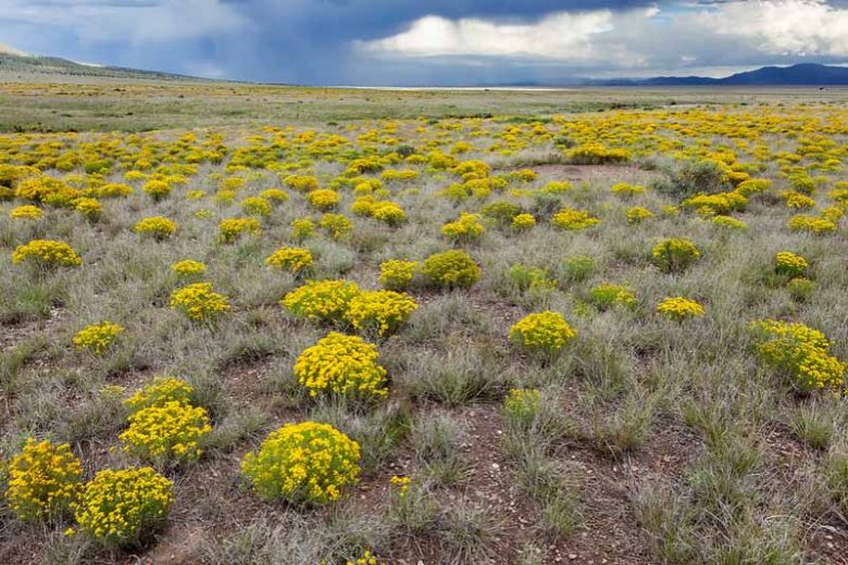 Zinnia grandiflora, Plains Zinnia, Rocky Mountain Zinnia, Prairie Zinnia, Little Golden Zinnia, Yellow Zinnia, Golden Eye, Wild Zinnia, Crassina grandiflora, Yellow Flowers