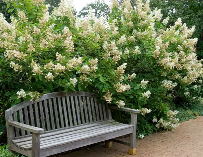 Hydrangea Arborescens Incrediball, Smooth Hydrangea Incrediball, Hydrangea Incrediball, White hydrangea, Best hydrangeas