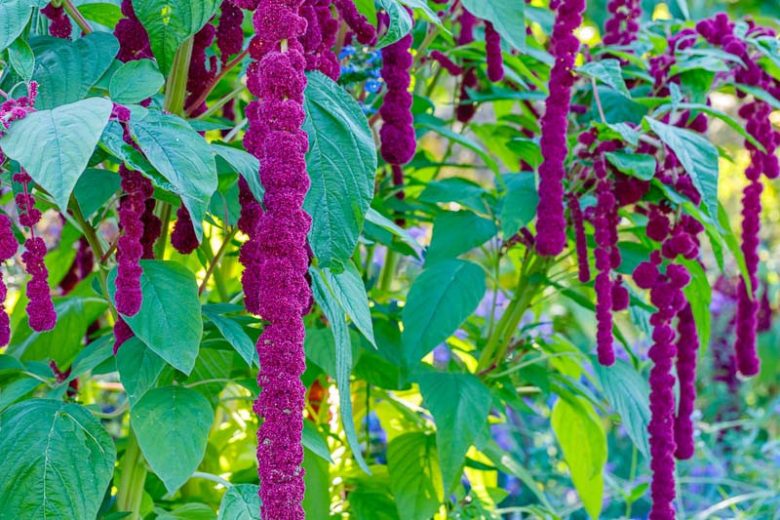 Amaranthus caudatus 'Dreadlocks', Love-Lies-Bleeding 'Dreadlocks', Careless 'Dreadlocks', Cat Tail 'Dreadlocks', Chenile Plant 'Dreadlocks', Floramor 'Dreadlocks', Foxtail Amaranth 'Dreadlocks', Velvet Tassel Flower 'Dreadlocks'