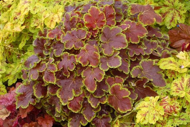 Heucherella 'Solar Eclipse', Foamy Bells 'Solar Eclipse, Shade plants, Evergreen perennials, Lime Heucherella, Lime Foamy Bells, Red Heucherella,Red Foamy Bells