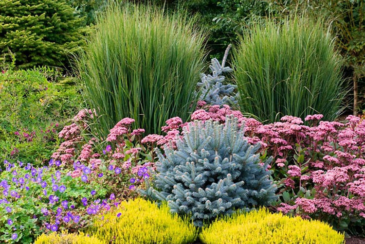 Panicum Virgatum 'Northwind', Panicum 'Northwind', Switch Grass 'Northwind'