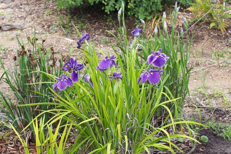 Japanese Iris Crystal Halo, Japanese Iris 'Crystal Halo', Japanese Flag 'Crystal Halo', Japanese Water Iris 'Crystal Halo', Sword-Leaved Iris 'Crystal Halo', , Purple Japanese Iris, Best Japanese irises