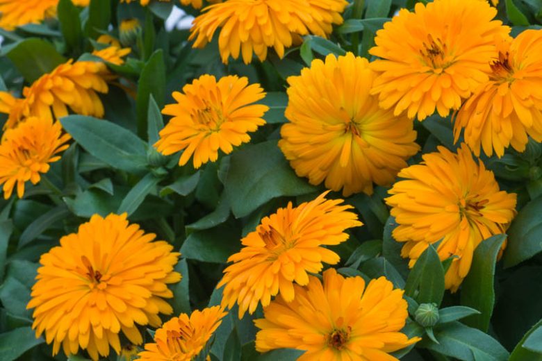 Calendula Lady Godiva® Orange, Pot Marigold Lady Godiva® Orange, English Marigold Lady Godiva® Orange, Orange Calendula, Orange Pot Marigold, Orange Marigold