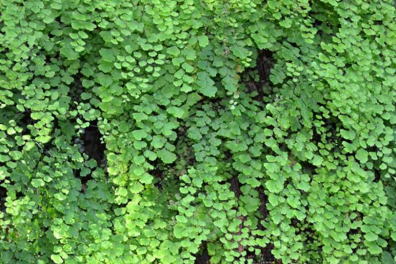 Adiantum capillus-veneris, Southern Maidenhair Fern, Common Maidenhair Fern, Maidenhair Fern, Venus Hair Fern