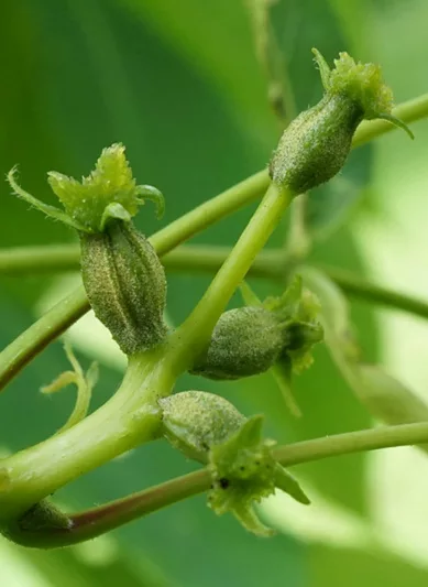 Carya glabra, Pignut Hickory, Sweet Pignut Hickory, Coast Pignut Hickory, Pignut, Sweet Pignut, Smoothbark Hickory, Broom Hickory, Red Hickory, Swamp Hickory, Switch Hickory, Switchbud Hickory, Deciduous Tree, Fall Color, Fruit Tree