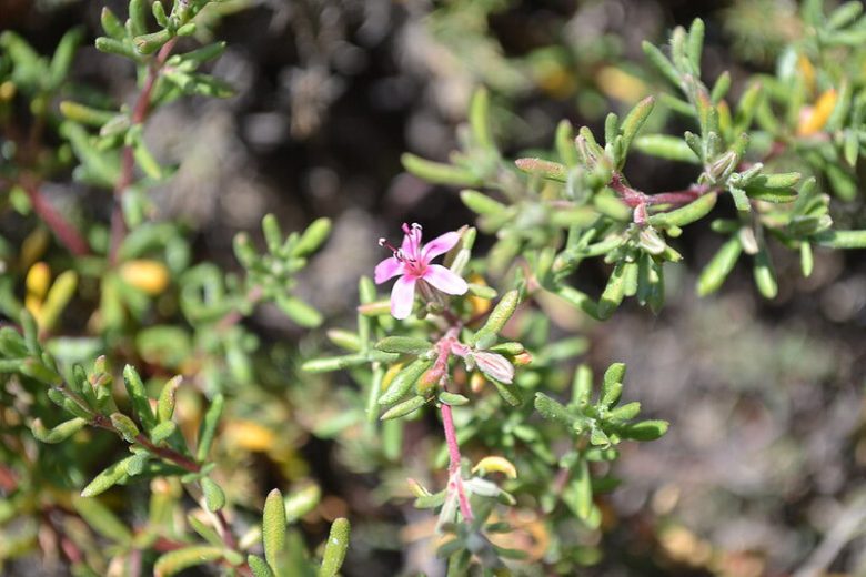 Frankenia salina, Alkali Seaheath, Alkali Heath, Yerba Reuma, Frankenia grandifolia, Frankenia grandifolia var. campestris, Ocimum salinum, California Native Plants