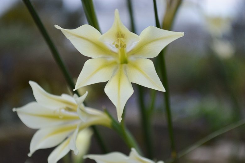 Gladiolus tristis, Marsh Afrikaner, Sad-Flowered Sword Lily, Evening Flower, Ever-Flowering Gladiolus, Fragrant Gladiolus, Fragrant Sword Lily,  Summer Gladiolus, Summer Sword Lily, Fall Gladiolus, Fall Sword Lily