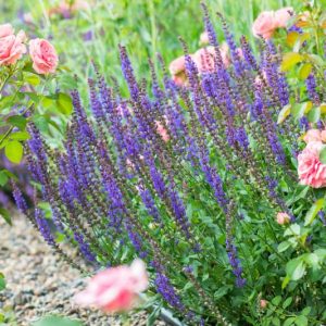 Salvia, Sage, Blue Sage, Wild Chia, Pineapple Sage, Cardinal Sage, Hummingbird Sage, Roseleaf Sage, Mexican Bush Sage, Baby Sage, Woodland Sage, Gentian Sage, Rosemary, Clary, Scarlet Sage, Bog Sage