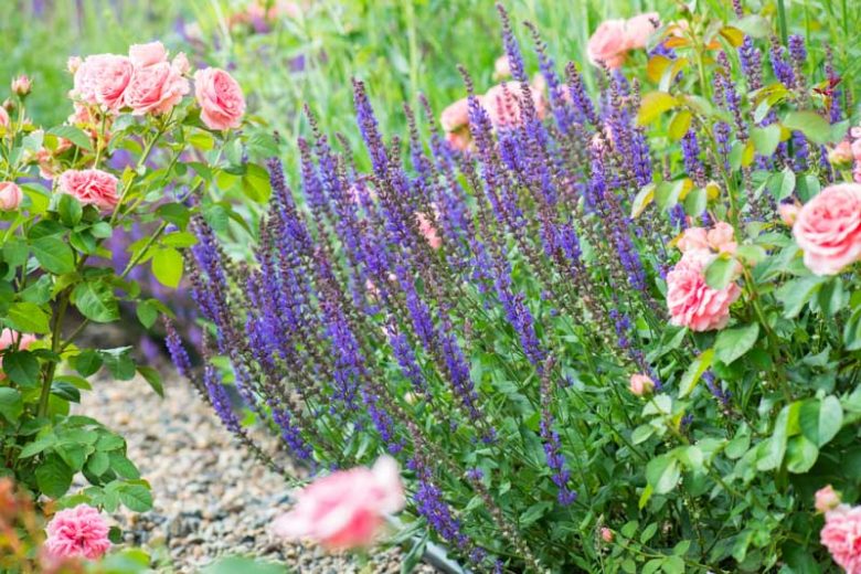 Salvia, Sage, Blue Sage, Wild Chia, Pineapple Sage, Cardinal Sage, Hummingbird Sage, Roseleaf Sage, Mexican Bush Sage, Baby Sage, Woodland Sage, Gentian Sage, Rosemary, Clary, Scarlet Sage, Bog Sage