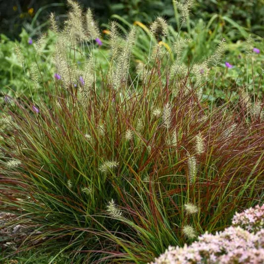 Pennisetum Alopecuroides 'Burgundy Bunny', Fountain Grass 'Burgundy Bunny', Foxtail Grass 'Burgundy Bunny', Chinese Fountain Grass 'Hameln', Fountain Grass design ideas, Foxtail Grass design ideas