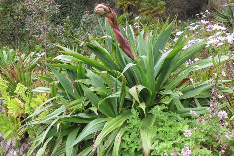 Beschorneria yuccoides, Amole, Sisi, Mexican Lily, Mexican False Red Yucca, Yucca-Leaved Beschorneria, Beschorneria superba
