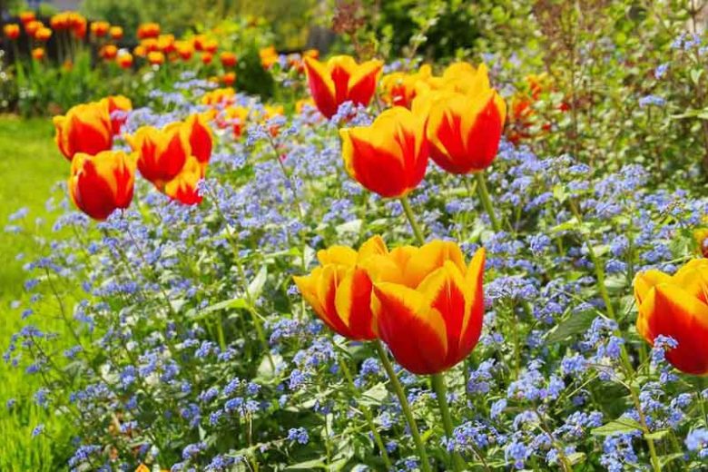 Wood Forget-Me-Not, Garden Forget-Me-Not, Forget-Me-Not, Blue Ground Cover, Shade plants, Shade perennial