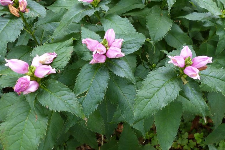 Chelone Lyonii, Pink Turtlehead, Lyon's Turtlehead, Pink Flowers, Purple Flowers, Pink Perennial, Purple Perennial
