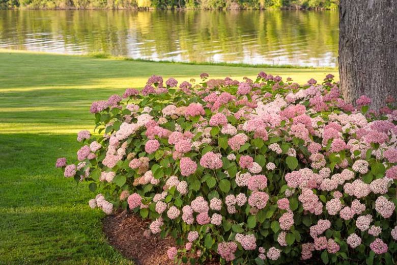 Hydrangea Arborescens Invincibelle Spirit II, Invincibelle Spirit II Smooth Hydrangea, Invincibelle Spirit II, Improved Pink Annabelle Hydrangea, Pink Annabelle Hydrangea, Small Hydrangea, Pink Hydrangea