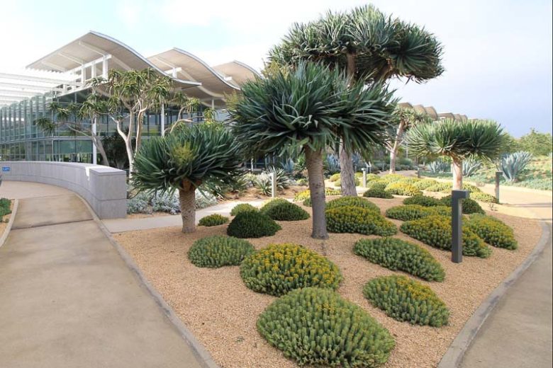 Euphorbia resinifera,  African Spurge, Euphorbium, Moroccan Mound, Resin Spurge, Staghorn Coral, succulent, drought tolerant plant, yellow flowers