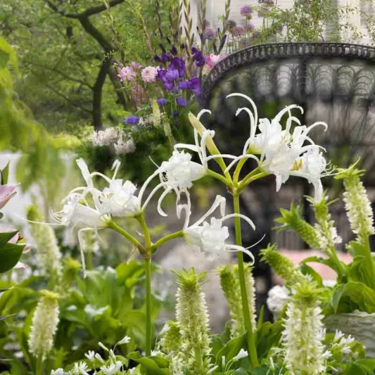 Hymenocallis x festalis 'Zwanenburg', Peruvian Daffodil 'Zwanenburg', Spider Lily 'Zwanenburg', Ismene 'Zwanenburg', Ismene x deflexa 'Zwanenburg', Fragrant flowers, White Flowers