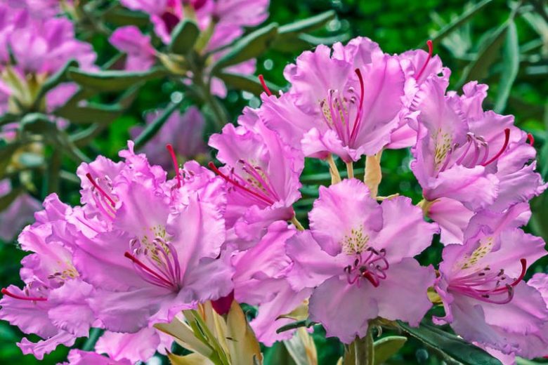 Rhododendron macrophyllum, Pacific Rhododendron, California Rhododendron, California Rosebay, Coast Rhododendron, Red Rhododendron, Rhododendron californicum, pink Rhododendron, purple Rhododendron