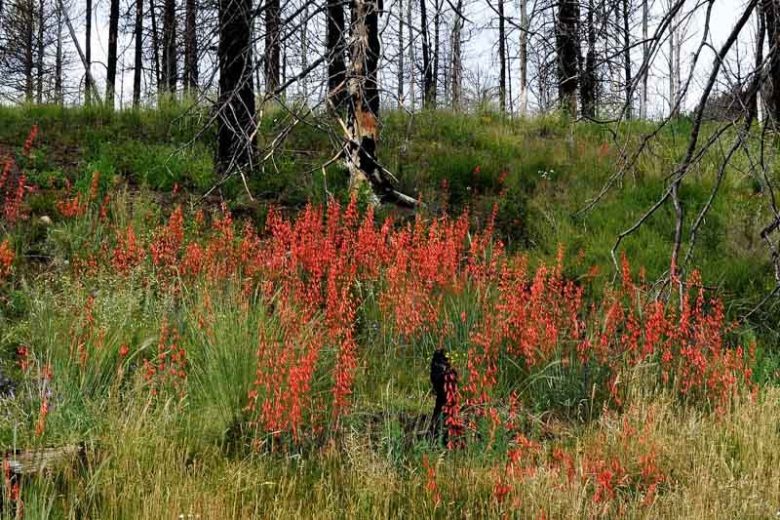 Penstemon eatonii, Firecracker Penstemon, Firecracker Beardtongue, Eaton's Penstemon, Eaton's Beardtongue, Red Penstemon, Red Beardtongue