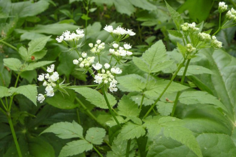 Osmorhiza longistylis, Longstyle Sweetroot, Aniseroot, Sweet-Cicely, Wild Licorice, Anise Root, Sweet Anise