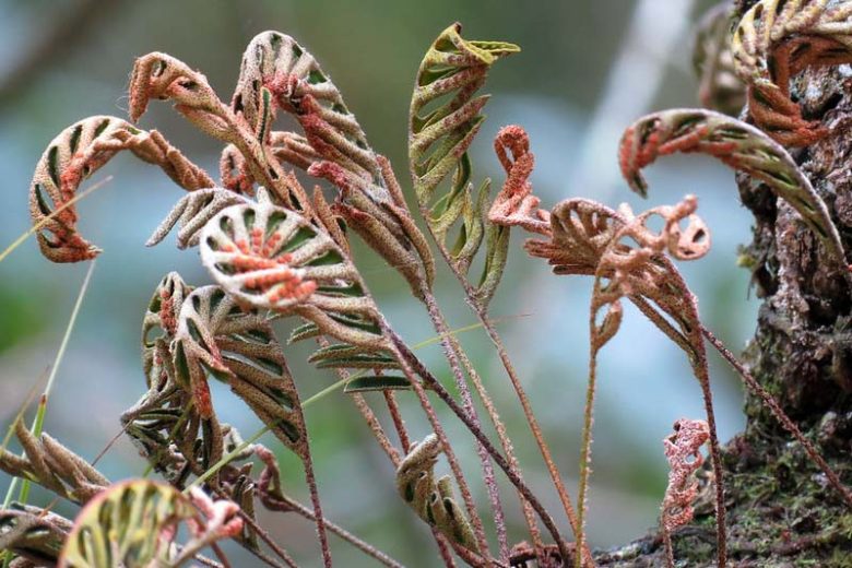 Pleopeltis polypodioides, Resurrection Fern, Pleopeltis michauxiana, Polypodium polypodioides, Evergreen Fern, Shade Evergreens, Shade Plants, Shade Perennials