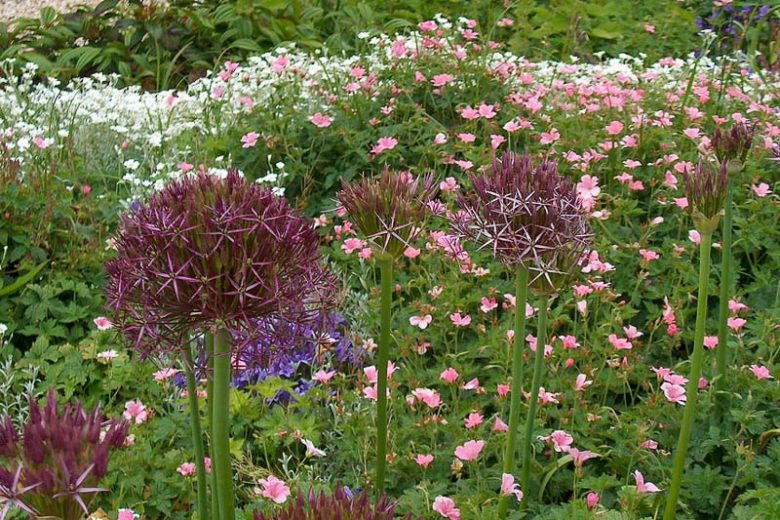 Allium Cristophii, Allium Christophii, Star of Persia, Allium Albopilosum, Ornamental Onion, Spring Bulbs, Spring Flowers , Purple Onions, Late Spring Bloom, Early Summer Bloom,