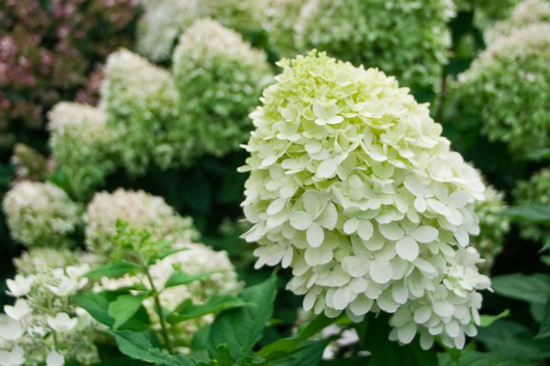 Hydrangea Paniculata Little Lime, Little Lime Hydrangea, Hydrangea Little Lime, Panicle Hydrangea Little Lime, Hydrangea paniculata 'Jane', Dwarf Hydrangea, Small Hydrangea