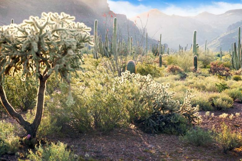 Larrea tridentata,  Creosote Bush, Greasewood, Hediondilla, Governadora, Guamis, Yellow Flowers, Evergreen Shrubs