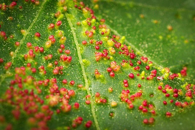 Leaf Galls