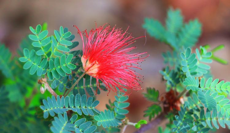 Calliandra californica, Baja Fairy Duster, Red Fairy Duster, Flame Bush, Red Flowers, Drought tolerant flowers, Drought tolerant shrubs