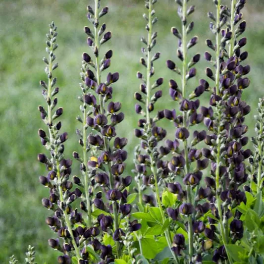 Baptisia Dark Chocolate,False Indigo Dark Chocolate, Bastard Lupine Dark Chocolate, Blue False Indigo, False Lupine Dark Chocolate, Decadence Baptisia, Black False Indigo
