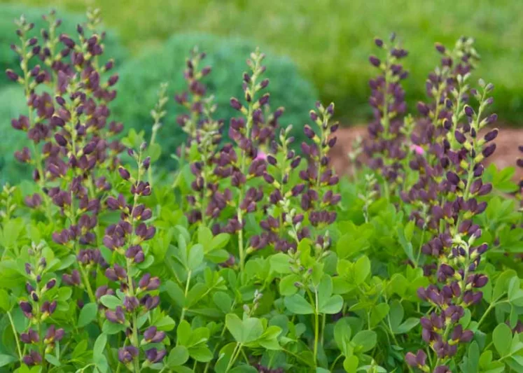 Baptisia Dark Chocolate,False Indigo Dark Chocolate, Bastard Lupine Dark Chocolate, Blue False Indigo, False Lupine Dark Chocolate, Decadence Baptisia, Black False Indigo