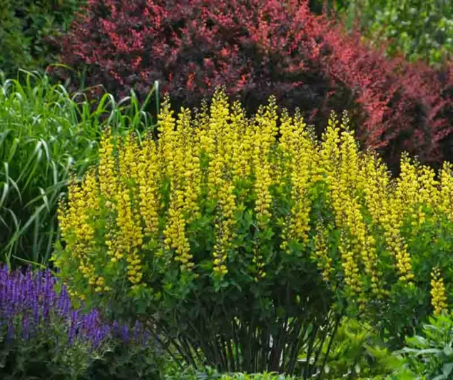 Baptisia Lemon Meringue,False Indigo Lemon Meringue, Bastard Lupine Lemon Meringue, Blue False Indigo, False Lupine Lemon Meringue, Decadence Baptisia, Yellow False Indigo