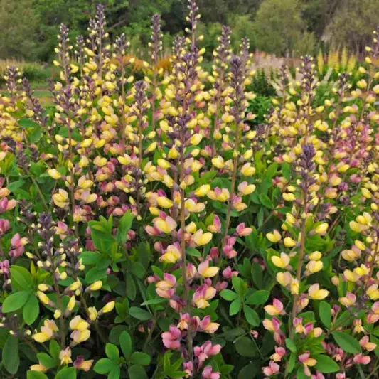 Baptisia Pink Lemonade,False Indigo Pink Lemonade, Bastard Lupine Pink Lemonade, Blue False Indigo, False Lupine Pink Lemonade, Decadence Baptisia, Pink False Indigo