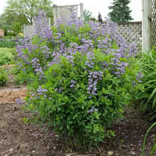 Baptisia Purple Smoke,False Indigo Purple Smoke, Bastard Lupine Purple Smoke, Blue False Indigo, False Lupine Purple Smoke, Purple False Indigo
