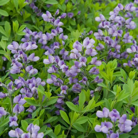 Baptisia Purple Smoke,False Indigo Purple Smoke, Bastard Lupine Purple Smoke, Blue False Indigo, False Lupine Purple Smoke, Purple False Indigo