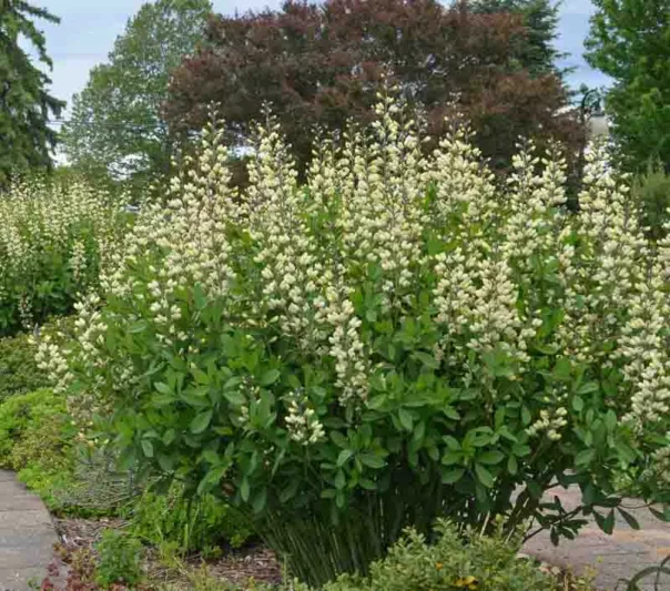 Baptisia Vanilla Cream,False Indigo Vanilla Cream, Bastard Lupine Vanilla Cream, Blue False Indigo, False Lupine Vanilla Cream, Decadence Baptisia, Yellow False Indigo