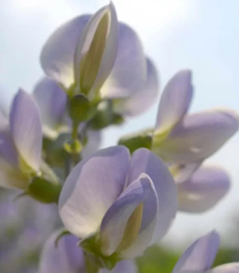 Baptisia × Bicolor 'Starlite',False Indigo 'Starlite', Bastard Lupine 'Starlite', Blue False Indigo 'Starlite', False Lupine 'Starlite', Prairieblues Series, blue flowers, blue perennials