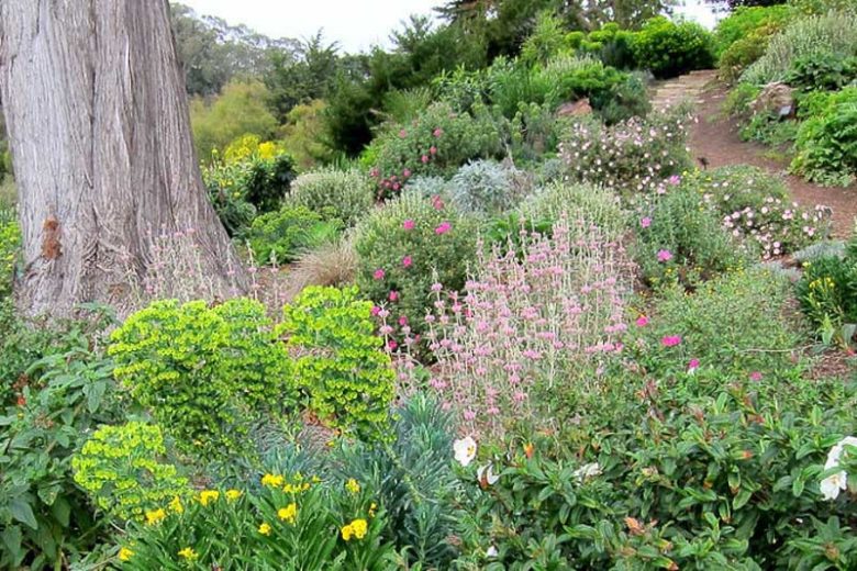 Phlomis italica, Balearic Island Sage, Italian Jerusalem Sage, Drought resistant perennials, Pink perennials, Lavender perennials
