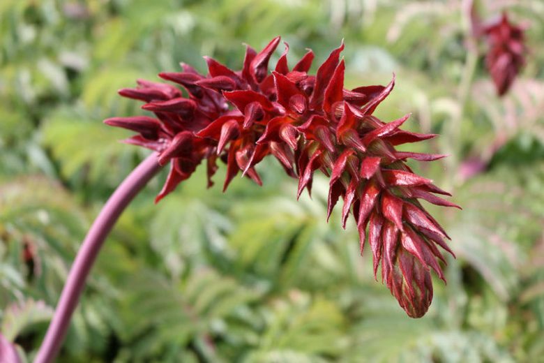 Melianthus major, Honey Flower, Honey Bush, Great Honey Flower,
