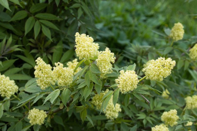 Sambucus racemosa, Red Elderberry, European Red Elder, Red-Berried Elder, Scarlet Elderberry, Shrub with Berries,