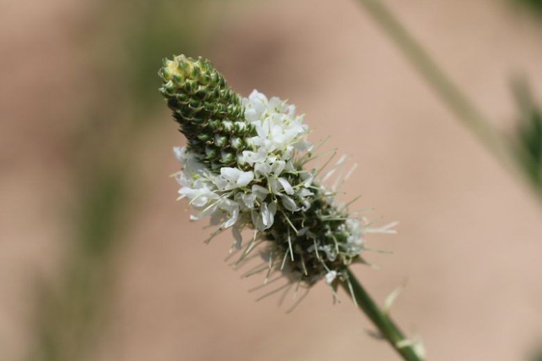 Dalea candida, White Prairie Clover, Prairie Flowers, White Wildflowers